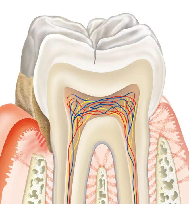 Периодонт. Пародонт и периодонт анатомия. Строение пародонта.